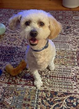 Mixed Breed Dogs Available for Adoption in New York, New York - Cotton (GA) | PetCurious