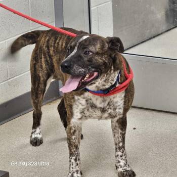 Pit Bull Terrier and Catahoula Leopard Dog Dogs Available for Adoption in Evansville, Indiana - Rosco | PetCurious