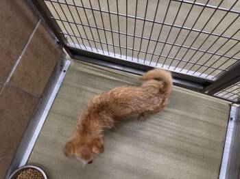 Topo -  Mixed Breed Dog for Adoption in Hobbs, New Mexico - Topo | PetCurious