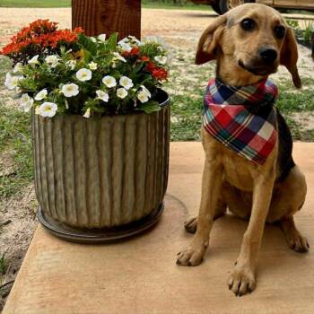 Coonhound and Hound Dogs Available for Adoption in Spring, Texas - Dixie | PetCurious
