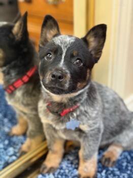 Australian Cattle Dog Blue Heeler Dogs Available for Adoption - Kevin | PetCurious