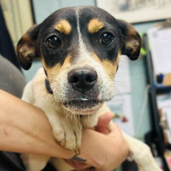 Australian Shepherd and Jack Russell Terrier Dogs Available for Adoption in Cedarburg, Wisconsin - Brandy | PetCurious