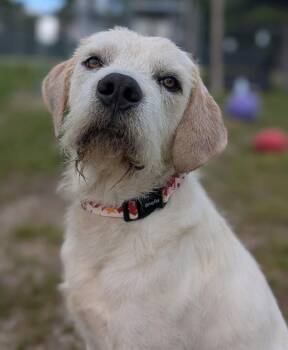 Jake -  Labrador Retriever Dog for Adoption in Cuyahoga Falls, Ohio - Jake | PetCurious