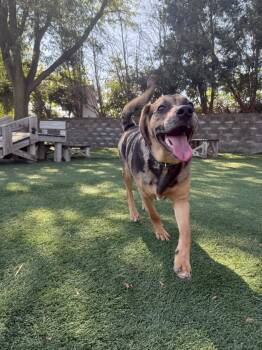 Rescue Hound Dogs for Adoption in Cedar Rapids, Iowa - Pudge | PetCurious