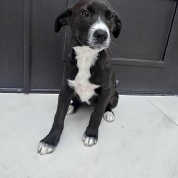 Lori -  Labrador Retriever and Border Collie Dog for Adoption in San Diego, California - Lori | PetCurious