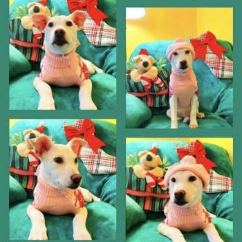 Rescue Shepherd Dogs for Adoption in Blacksburg, Virginia - Mary | PetCurious