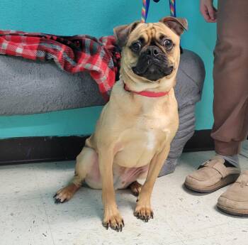 Pug and Boston Terrier Dogs Available for Adoption - Bugzy | PetCurious