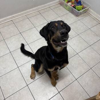 Rescue Rottweiler Dogs for Adoption in Hendersonville, Tennessee - Jax | PetCurious