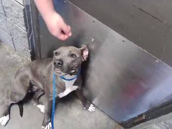 Pit Bull Terrier and Mixed Breed Dogs Available for Adoption - ROBIN | PetCurious