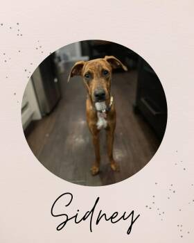 Rescue Vizsla Dogs for Adoption in Coquitlam, British Columbia - SIDNEY | PetCurious