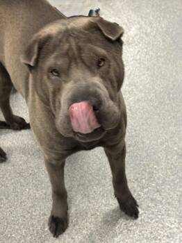Shar Pei Dogs Available for Adoption in Yonkers, New York - WonTon | PetCurious