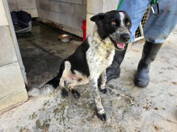Hunter -  Australian Cattle Dog Blue Heeler Dog for Adoption in Lakewood Ranch, Florida - Hunter | PetCurious