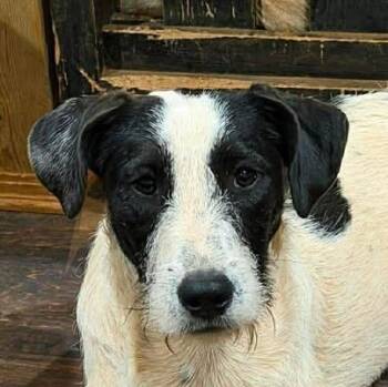 Terrier Dogs Available for Adoption in Niagara Falls, Ontario - Echo Dot (20260425-04) | PetCurious