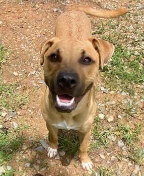 Brandi -  Pit Bull Terrier Dog for Adoption in Bryant, Arkansas - Brandi | PetCurious