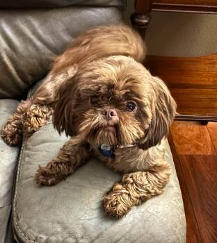 Blanche Devereaux -  Shih Tzu Dog for Adoption in Gulfport, Mississippi - Blanche Devereaux | PetCurious