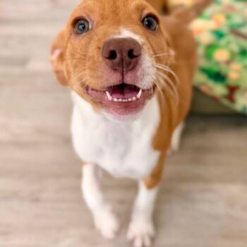 Snickerdoodle -  Carolina Dog and Hound Dog for Adoption in Green Bay, Wisconsin - Snickerdoodle | PetCurious