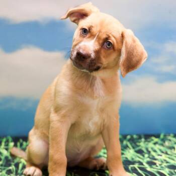 LJ -  Labrador Retriever and Mixed Breed Dog for Adoption in Casa Grande, Arizona - LJ | PetCurious