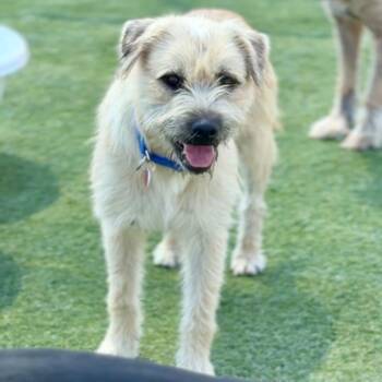 Stizzy (Home needed urgently!) -  Terrier and Mixed Breed Dog for Adoption in Bend, Oregon - Stizzy (Home Needed Urgently!) | PetCurious