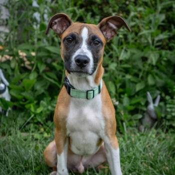 Wobble -  Pit Bull Terrier Dog for Adoption in East St. Louis, Illinois - Wobble | PetCurious