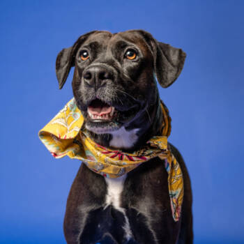 Rescue Mixed Breed Dogs for Adoption in Atlanta, Georgia - Pawnee | PetCurious