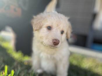 Terrier and Standard Poodle Dogs Available for Adoption - Polar Bear | PetCurious