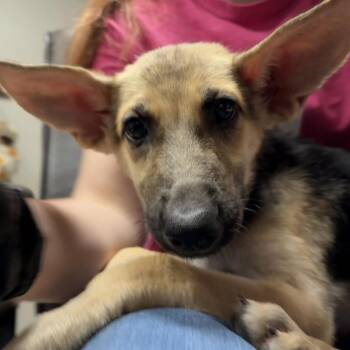 Minor -  German Shepherd Dog Dog for Adoption in Yuma, Arizona - Minor | PetCurious