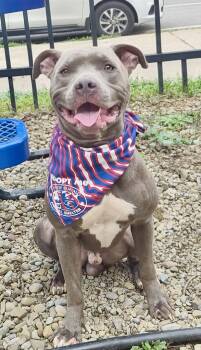 Nati -  Pit Bull Terrier Dog for Adoption in Buffalo, New York - Nati | PetCurious