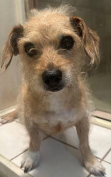 SOPHIE -  Terrier Dog for Adoption in El Cajon, California - SOPHIE | PetCurious