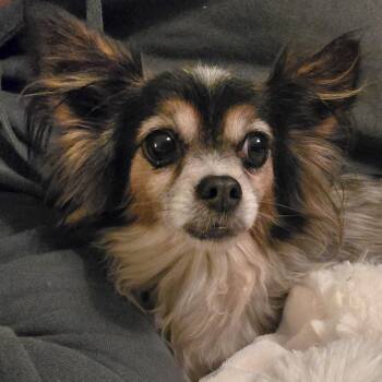 Chihuahua Dogs Available for Adoption - Gracie | PetCurious