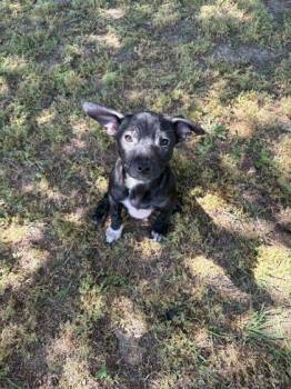 Mixed Breed Dogs Available for Adoption in Westland, Michigan - Eclair | PetCurious