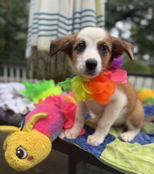 Lane Wilson -  Jack Russell Terrier and Chihuahua Dog for Adoption - Lane Wilson | PetCurious