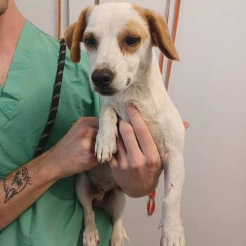 Stegosaurus -  Jack Russell Terrier and Wirehaired Terrier Dog for Adoption in Hattiesburg, Mississippi - Stegosaurus | PetCurious