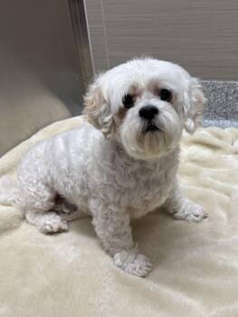 Guera -  Shih Tzu and Maltese Dog for Adoption in Cypress, California - Guera | PetCurious