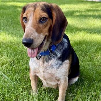 Jenkins -  Beagle and Mixed Breed Dog for Adoption in Elk Grove Village, Illinois - Jenkins | PetCurious