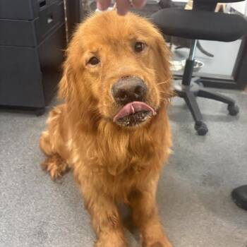 Sweet Potato -  Golden Retriever Dog for Adoption in Allentown, Pennsylvania - Sweet Potato | PetCurious