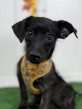 Mickey-One of our Amazing Rescue Dogs -  Chihuahua and Schnauzer Dog for Adoption in Carlsbad, California - Mickey-One Of Our Amazing Rescue Dogs | PetCurious