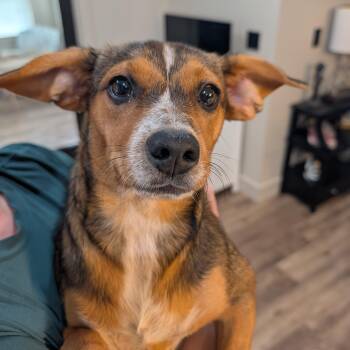 Panda -  Rat Terrier Dog for Adoption in Bella Vista, Arkansas - Panda | PetCurious