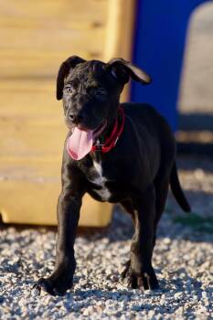 Rescue Black Labrador Retriever and American Staffordshire Terrier Dogs for Adoption in Hiawatha, Kansas - Freddie | PetCurious