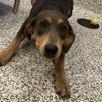 Shack -  Bluetick Coonhound and Labrador Retriever Dog for Adoption in Madisonville, Tennessee - Shack | PetCurious
