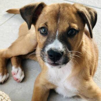 Nutella -  Mixed Breed Dog for Adoption in Pelham, New Hampshire - Nutella | PetCurious