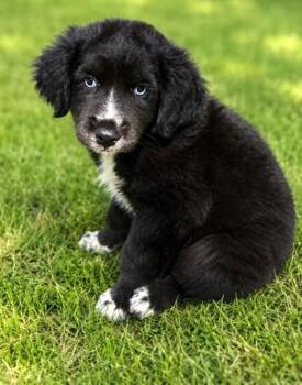 love bug -  Mixed Breed Dog for Adoption in Albertville, Alabama - Love Bug | PetCurious