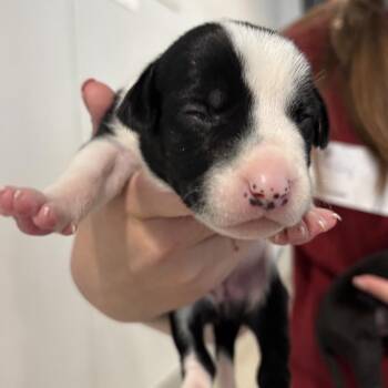 Tracker -  German Shorthaired Pointer and None Dog for Adoption in Tampa, Florida - Tracker | PetCurious