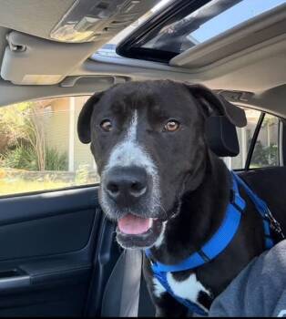 Rescue Pit Bull Terrier and Labrador Retriever Dogs for Adoption in Santa Clara, California - SONNY | PetCurious