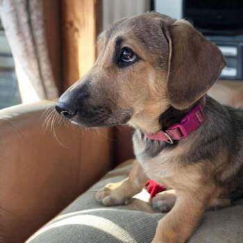 Rescue Basset Hound and Mixed Breed Dogs for Adoption in Phoenix, Arizona - Gigi | PetCurious