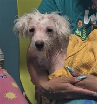Poodle and Mixed Breed Dogs Available for Adoption in Houston, Texas - A656677 | PetCurious