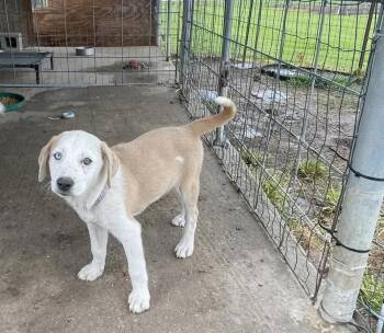 Mixed Breed Dogs Available for Adoption in Wyoming, Michigan - Raven | PetCurious