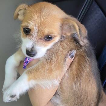Franny -  Chihuahua Dog for Adoption in Goleta, California - Franny | PetCurious