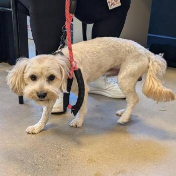 Bailey -  Cavalier King Charles Spaniel and Miniature Poodle Dog for Adoption in Baltimore, Maryland - Bailey | PetCurious