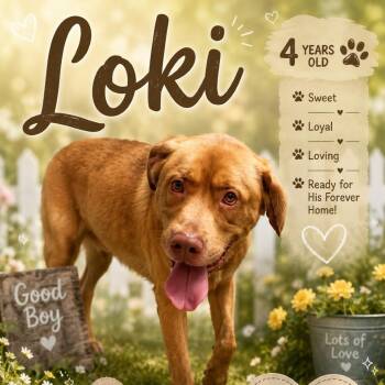 Loki -  Labrador Retriever and Pit Bull Terrier Dog for Adoption in Waldorf, Maryland - Loki | PetCurious