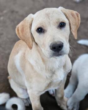 Siggi -  Yellow Labrador Retriever and Black Mouth Cur Dog for Adoption - Siggi | PetCurious